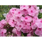 Флокс Phlox Аккурат